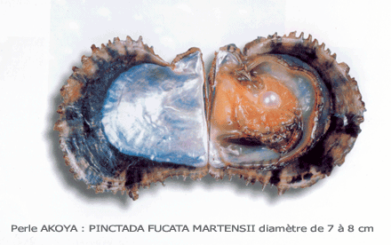 Pinctada