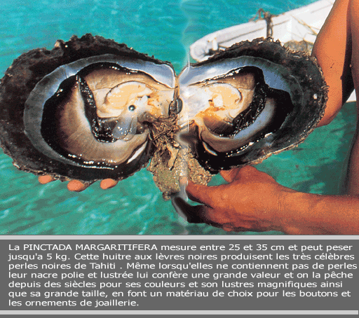 Pinctada margarifitera 